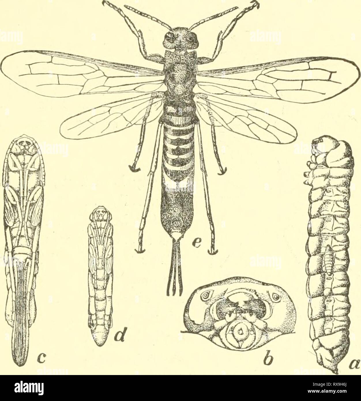 Entomologie économique pour l'agriculteur entomologie économique pour l'agriculteur et le producteur de fruits, et pour l'utiliser comme un texte-livre dans les écoles et les collèges agricoles ; economicentomolo Année : 1906 smit00LE MONDE DES INSECTES. 375 arbres. Certaines formes vivre à mûre et de framboise, d'autres graminées à cannes ; J'ai pris une espèce de l'aulne, et en fait un très grand nombre de plantes sont infestés par les hyménoptères. Le plus grand de notre espèce est la '' tre pigeon- mex, T., coluniba» la larve de qui attaque tout à fait un compte- FiG. 430. Tremex columba Pigeon, T..-a, larve, avec jeune larve de Thaless Banque D'Images