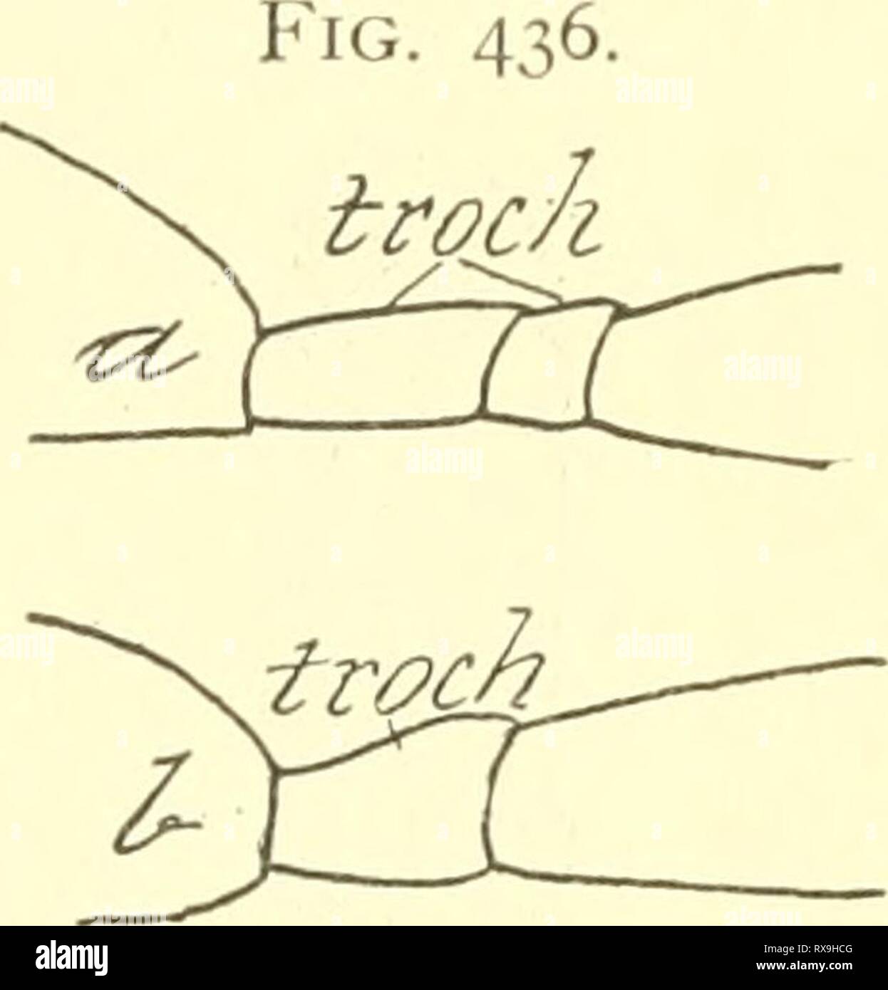 Entomologie économique pour l'agriculteur entomologie économique pour l'agriculteur et le producteur de fruits, et pour l'utiliser comme un texte-livre dans les écoles et les collèges agricoles ; economicentomolo Année : 1906 smit00LE MONDE DES INSECTES. 379 l'a fait remarquer, depuis les insectes sont habituellement de petite taille ; en effet, c'est une question de peu d'importance à l'agriculteur, parce que de toute façon il peut considérer ces guêpes des galles dans l'indifférence, et sans trop de crainte d'éventuelles blessures à lui-même il y a une très grande série d'hyménoptères parasites, et 't contient un certain nombre de familles, presque toutes les espèces qui sont bénéfiques. Banque D'Images