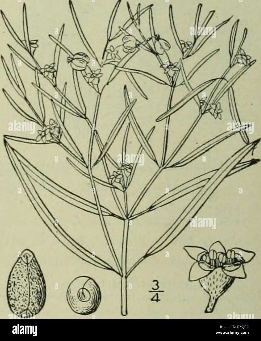 Une flore illustrée de la Banque D'Images