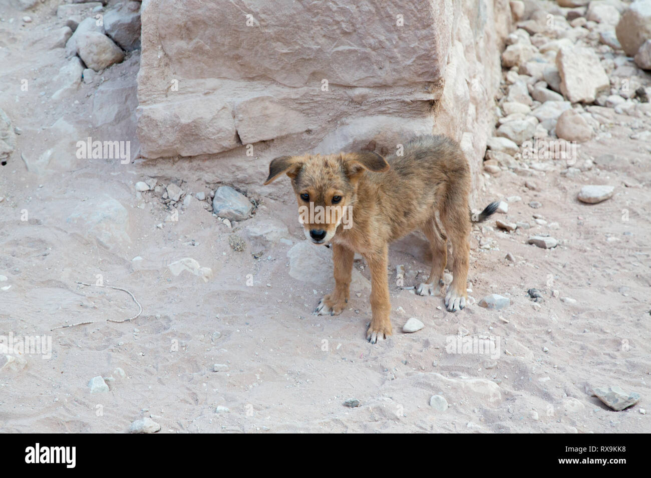 Caanan chien le long du sentier principal, Petra, Jordanie Banque D'Images