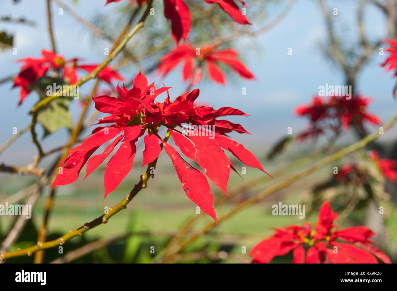 Gros plan Poinsettia sauvage Banque D'Images