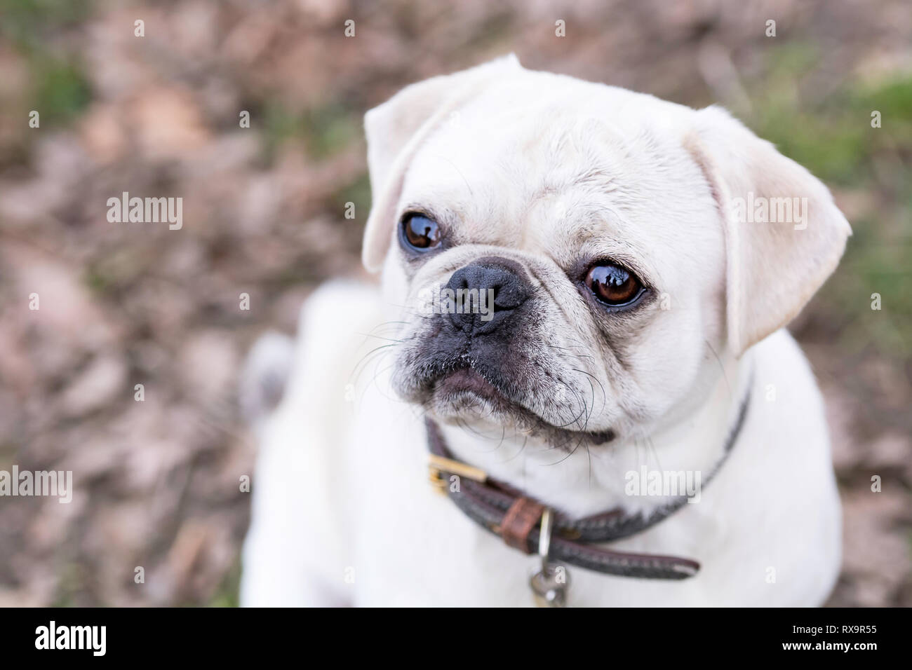 Un mignon petit chien pug à up at camera Banque D'Images