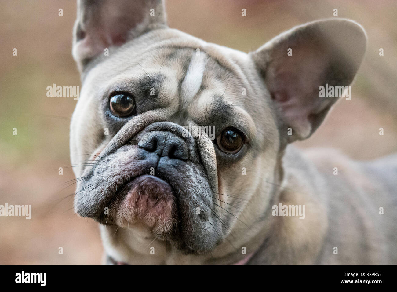 Chien Français bull Banque D'Images