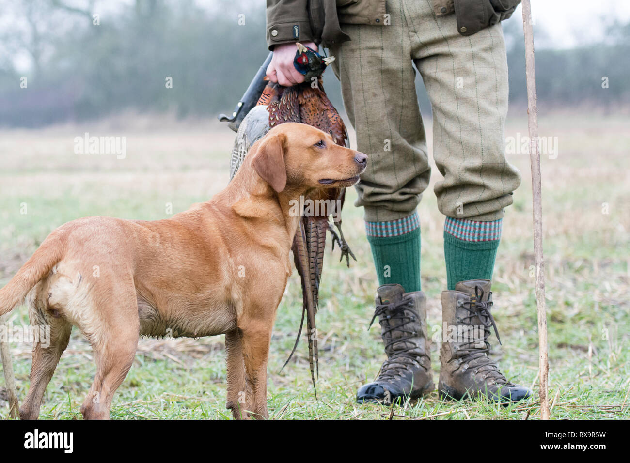 Un homme debout à côté de faisan holding dog Banque D'Images