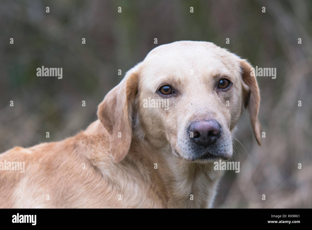 Head shot of golden labrador Banque D'Images