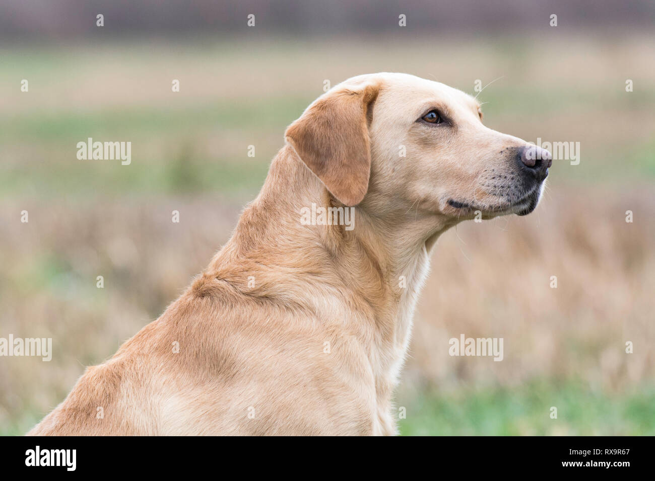 Head shot of golden labrador Banque D'Images
