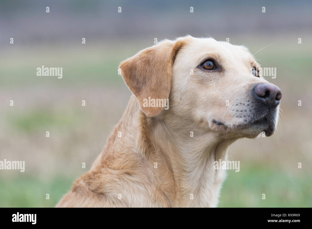 Head shot of golden labrador Banque D'Images