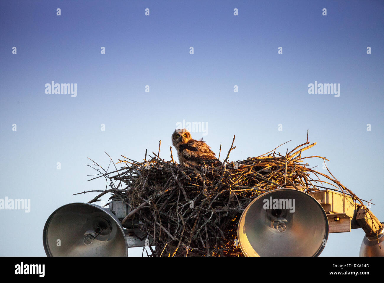 Grand-duc bébé phalène Bubo virginianus perches dans son nid au sommet d'un lampadaire à Everglades City, Floride, USA. Banque D'Images