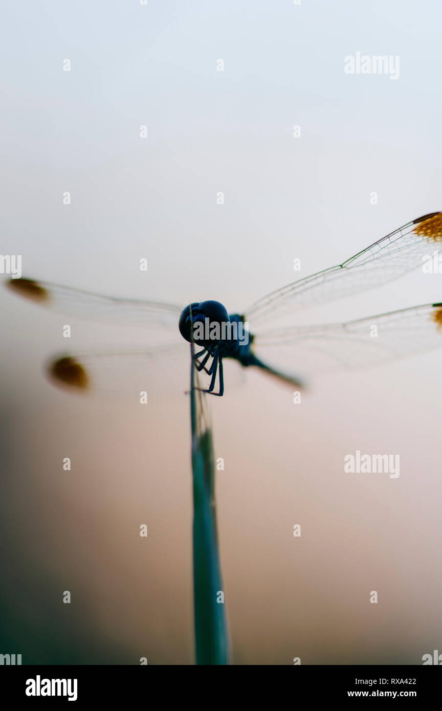 Close-up of dragonfly perching on plante contre le ciel au coucher du soleil Banque D'Images