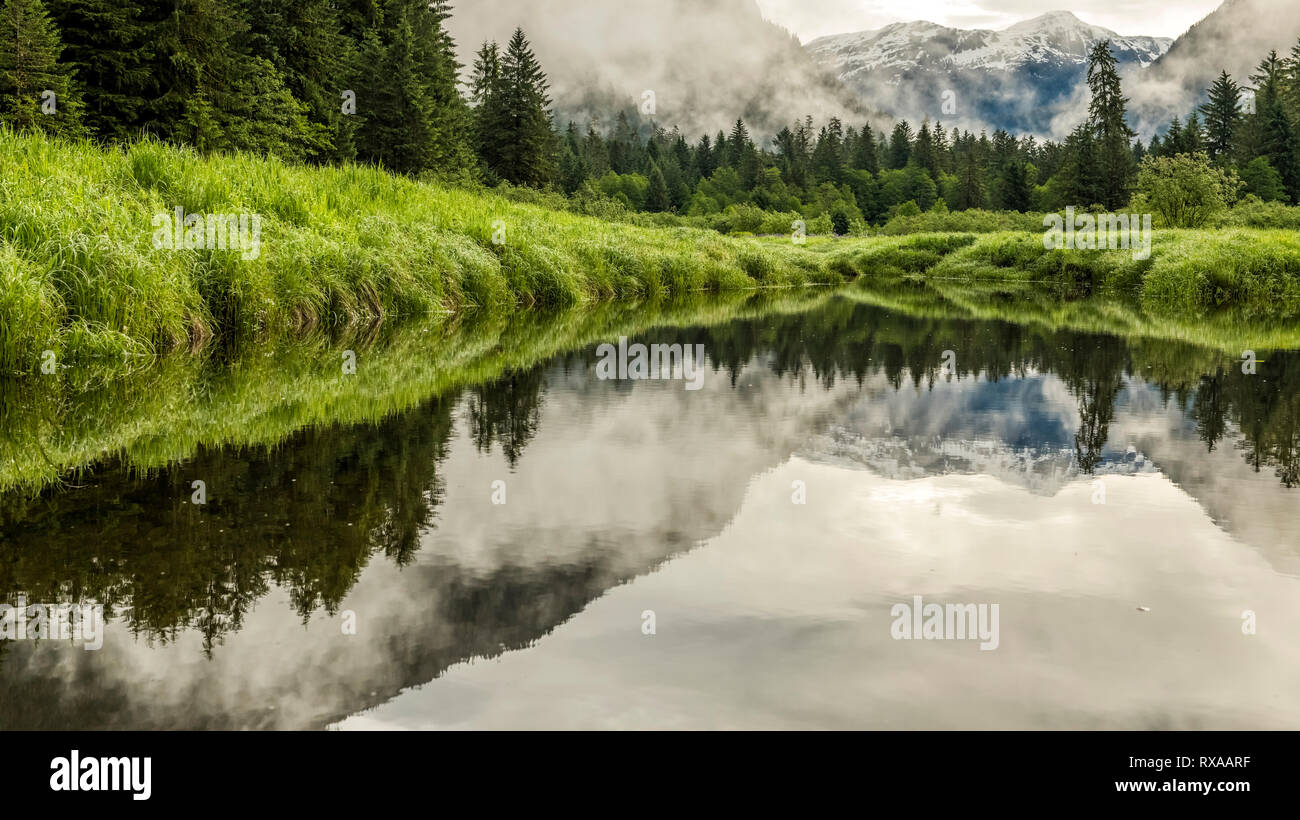 Khutzeymateen Grizzly Bear Sanctuary, le nord de la Colombie Britannique, Canada Banque D'Images