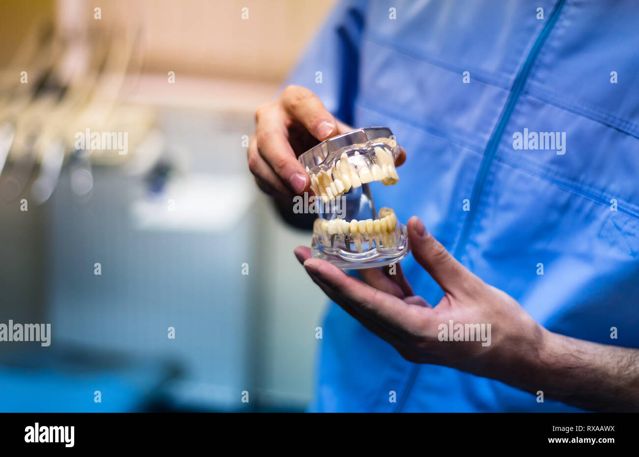 Dentiste tenant une mâchoire humaine modèle dans le bureau Banque D'Images