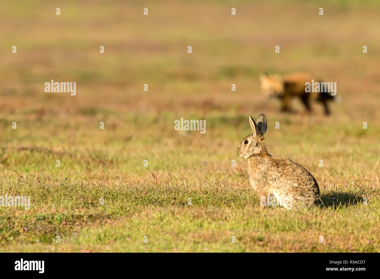 Le renard roux (Vulpes vulpes), San Juan Island, Washington State, USA Banque D'Images