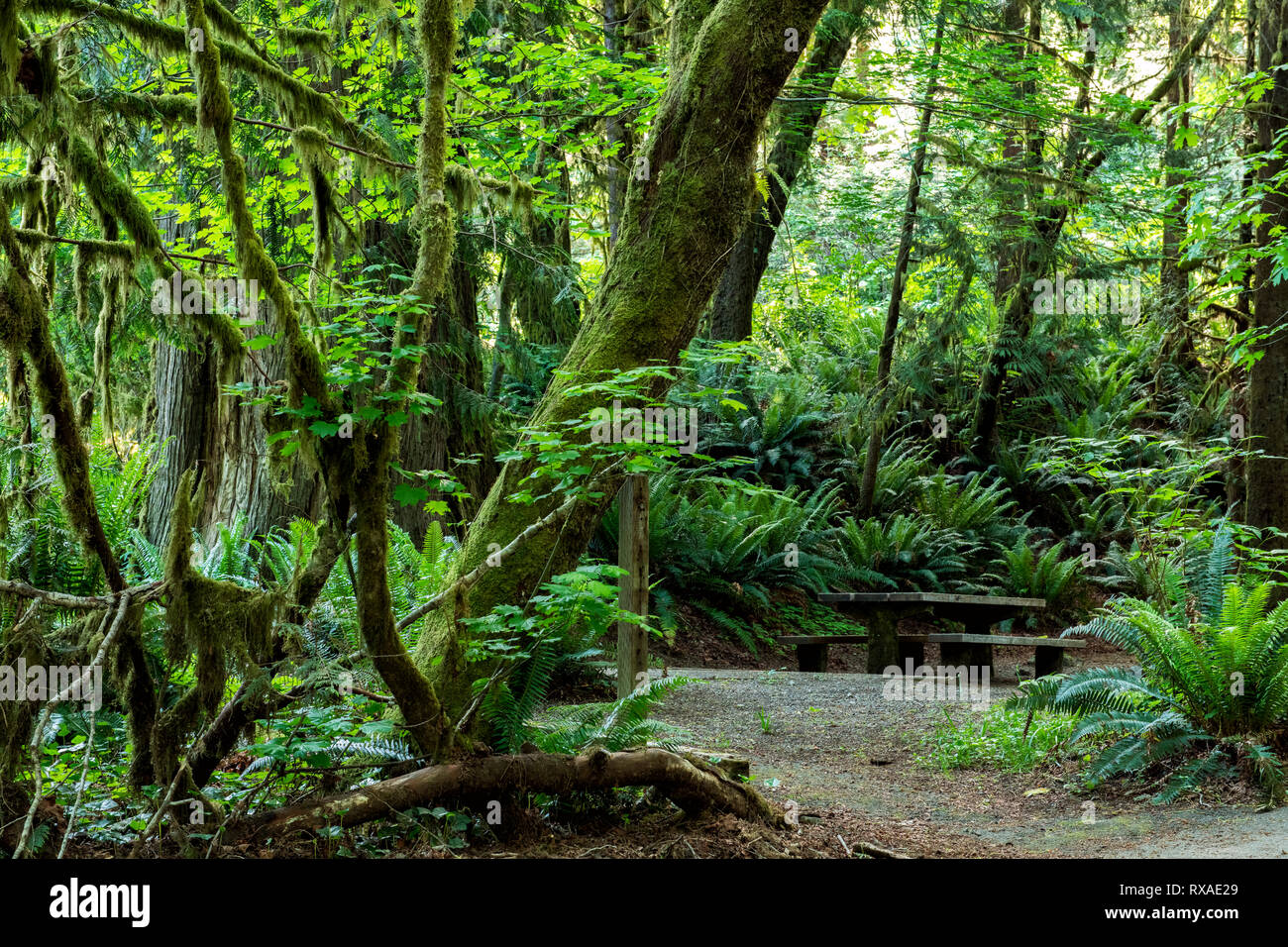 Falls Creek Campground, Lake Quinault Rainforest, Washington State, USA Banque D'Images