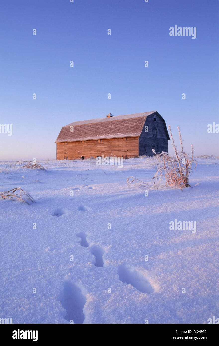 Pistes de lapin dans la neige mènent à Grange, au début de l'hiver matin près de Saskatoon, SK Banque D'Images