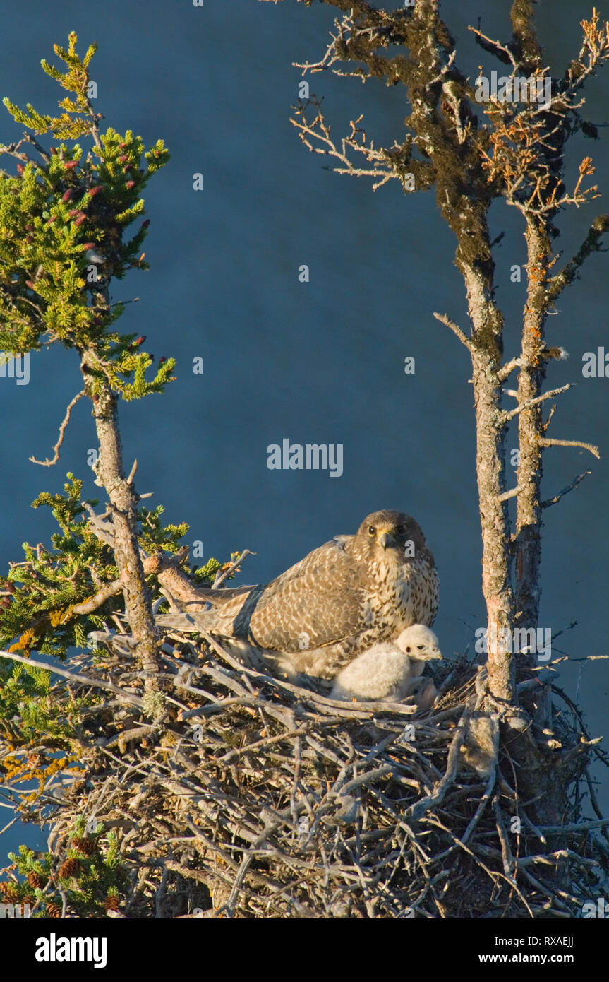 Adultes et jeunes de gerfauts nichent dans arbre, Falco rusticolus. L'été, Whitefish Lake, Territoires du Nord-Ouest, Canada. Banque D'Images
