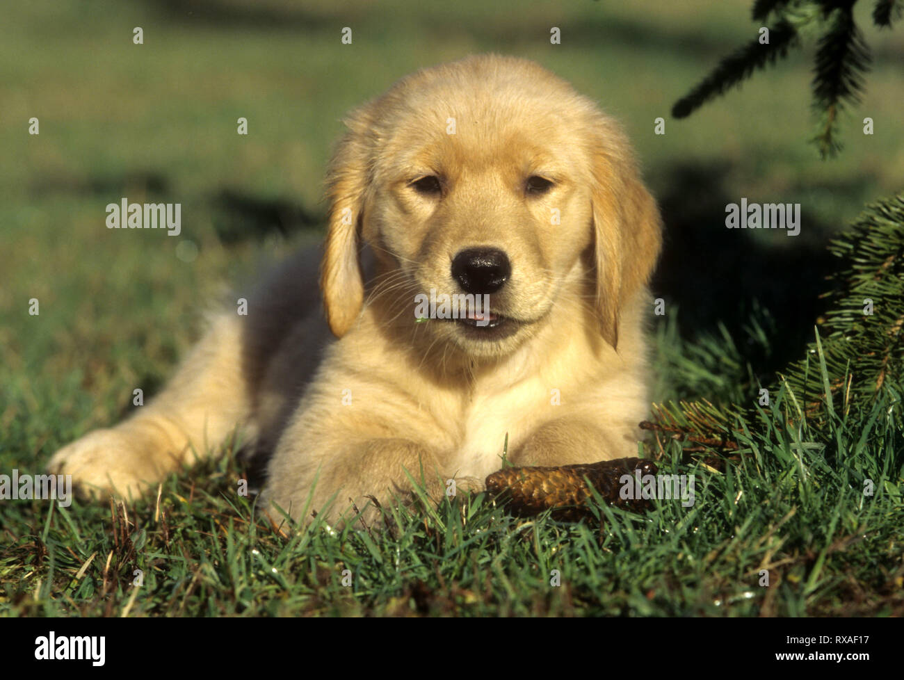 Chiot Golden Retriever couché dans l'herbe, face caméra avec acorn dans la bouche. Banque D'Images