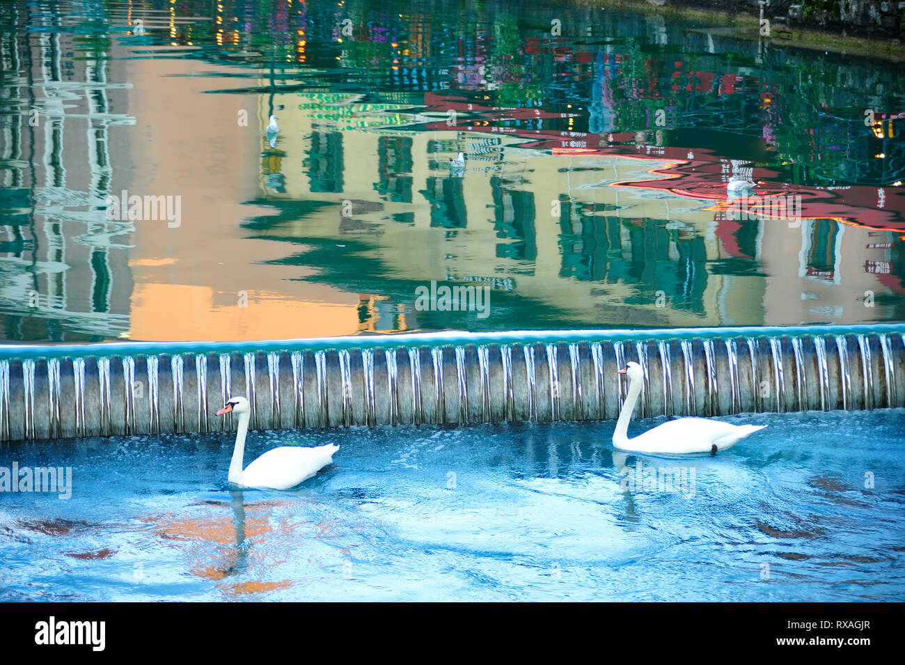 Les cygnes tuberculés, Cygnus olor, vieille ville, Annecy, Haute-Savoie, Auvergne-Rhône-Alpes, France Banque D'Images