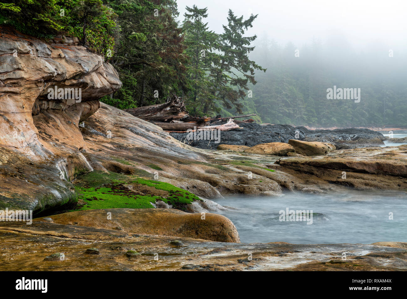 Botanical Beach, Juan de Fuca Trail, Port Renfrew, l'île de Vancouver, BC Canada Banque D'Images