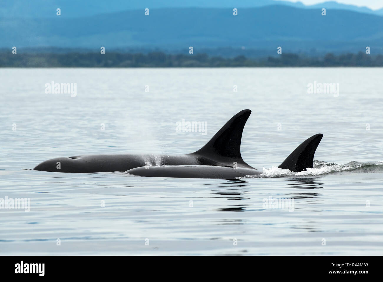 Biggs Épaulard (Orcinus orca), Cowichan Bay, île de Vancouver, BC Canada Banque D'Images