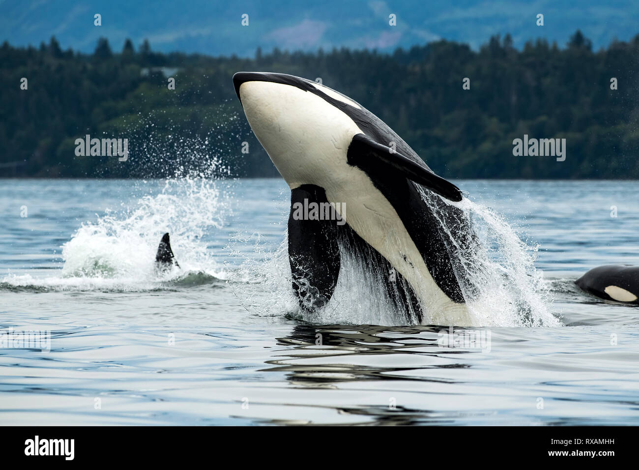 T065A2, Biggs Épaulard (Orcinus orca), Cowichan Bay, île de Vancouver, BC Canada Banque D'Images