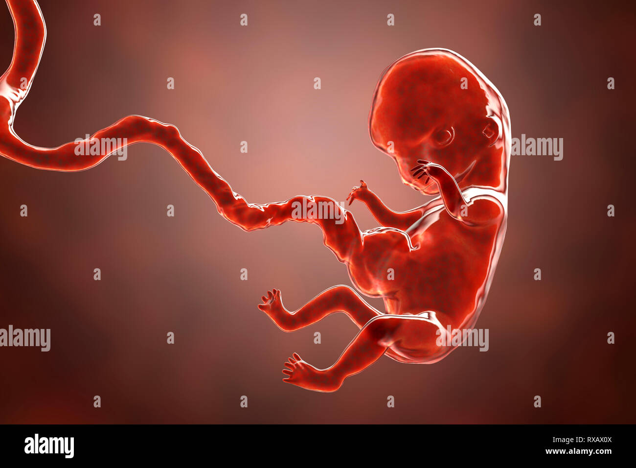 Les droits de l'embryon, 8 semaines, illustration Banque D'Images