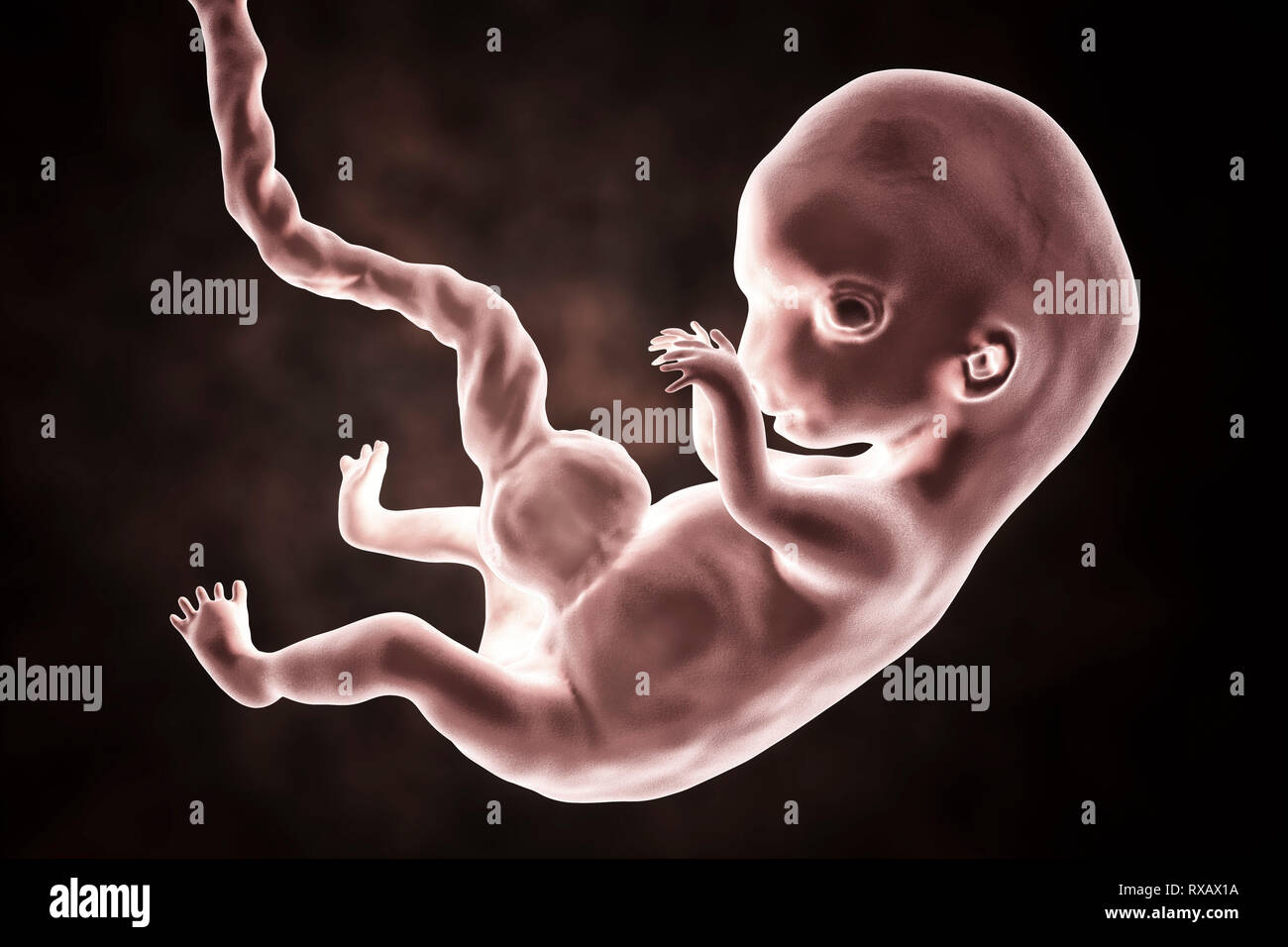 Les droits de l'embryon, 8 semaines, illustration Banque D'Images