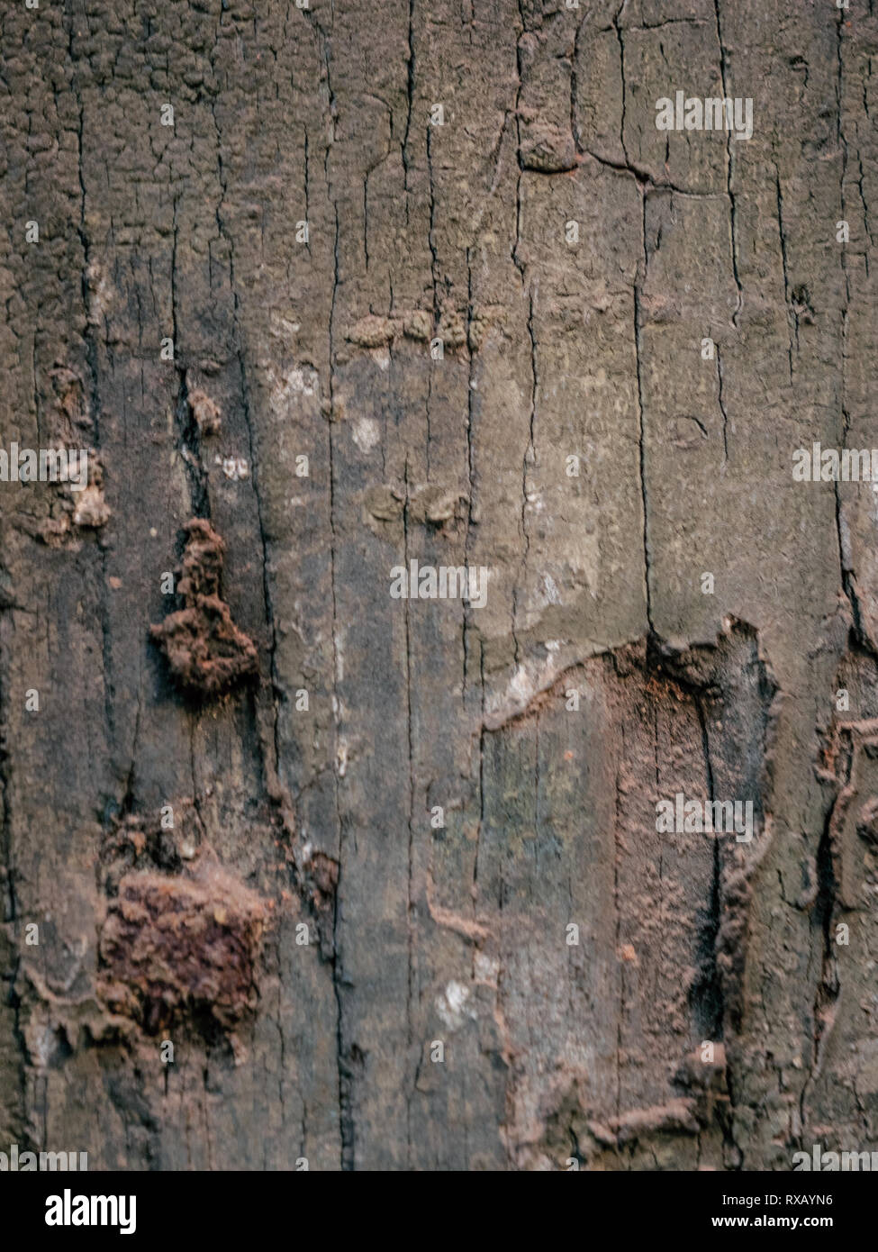 Contexte - la texture, la vieille planche de bois moisi Banque D'Images