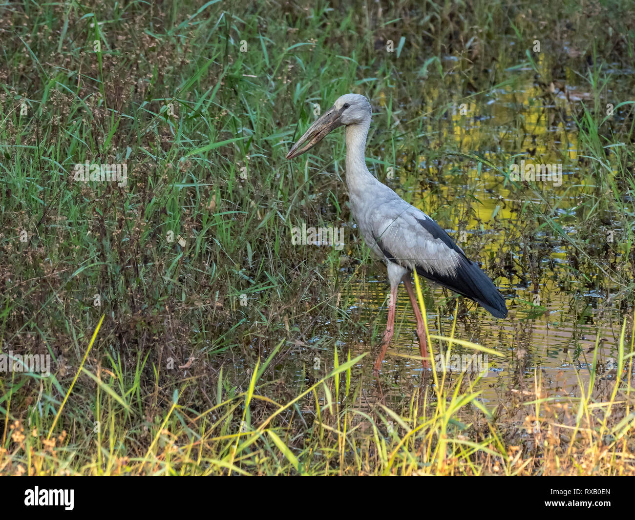 Asian Openbill Anastomus (oscitante) Banque D'Images