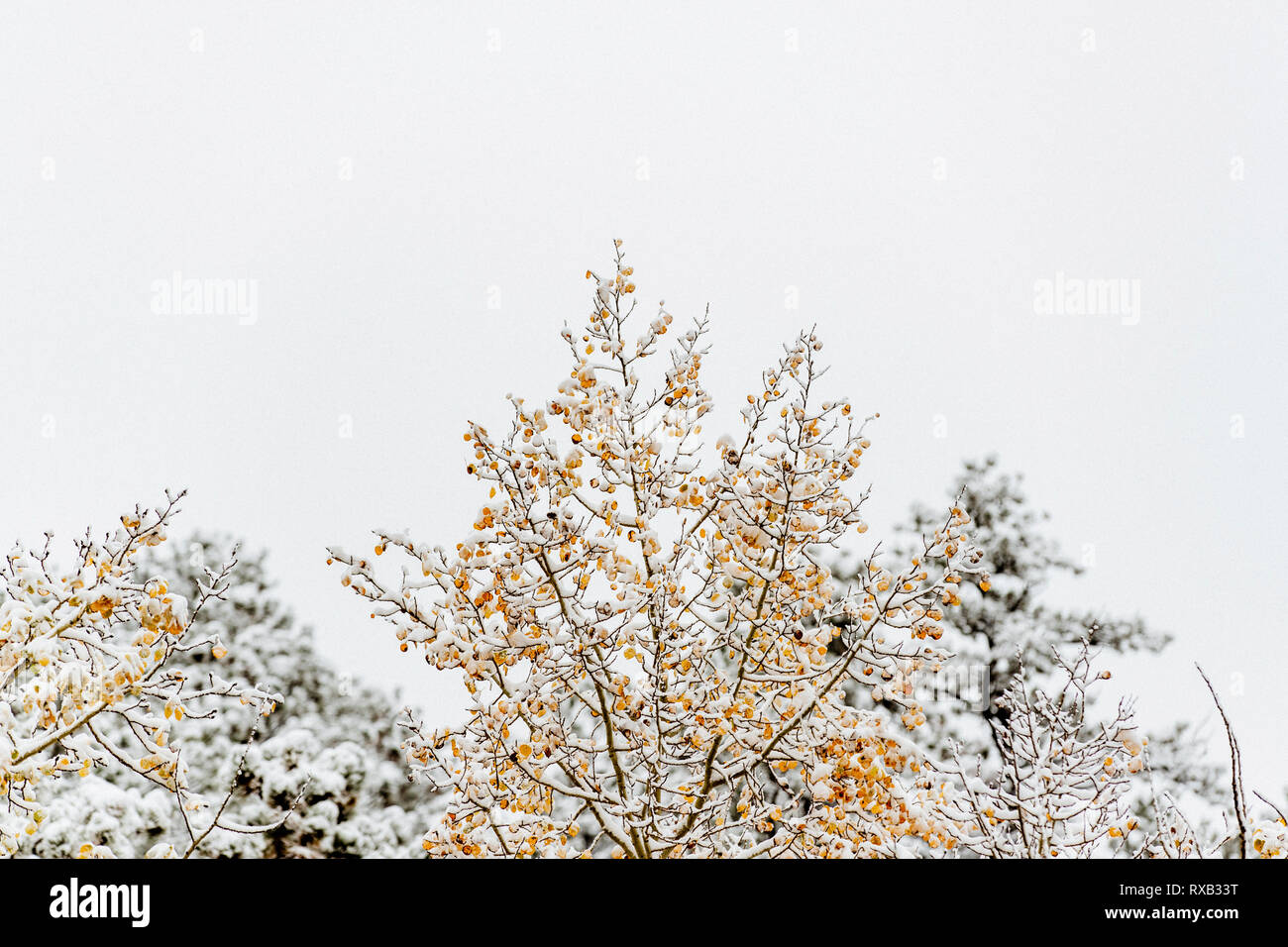 Branches enneigées en forêt contre ciel clair pendant l'hiver Banque D'Images