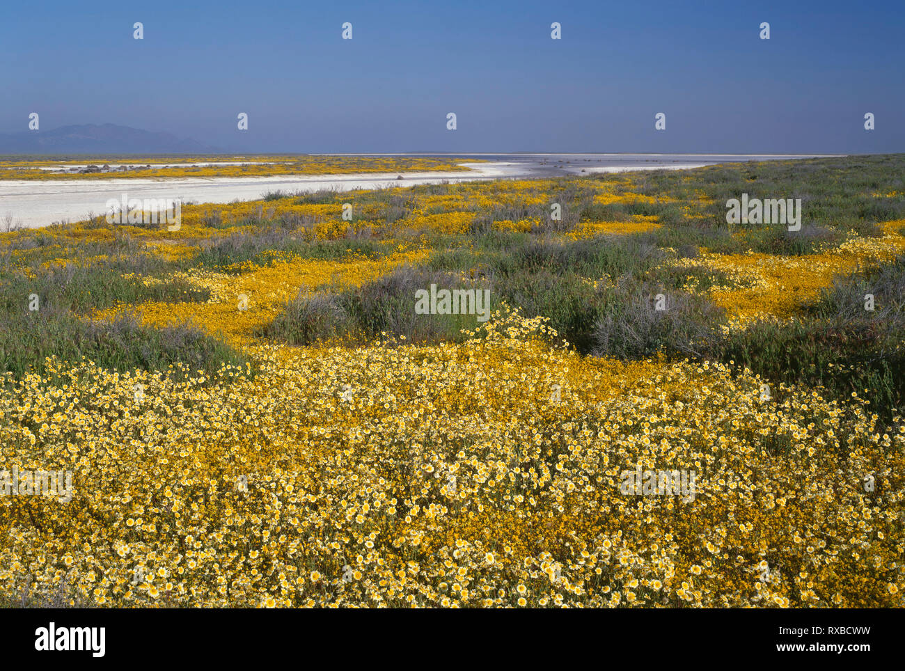 États-unis, Californie, Carrizo Plain National Monument, floraison printanière de Munz tidy conseils et goldfields avec Soda lac au loin. Banque D'Images
