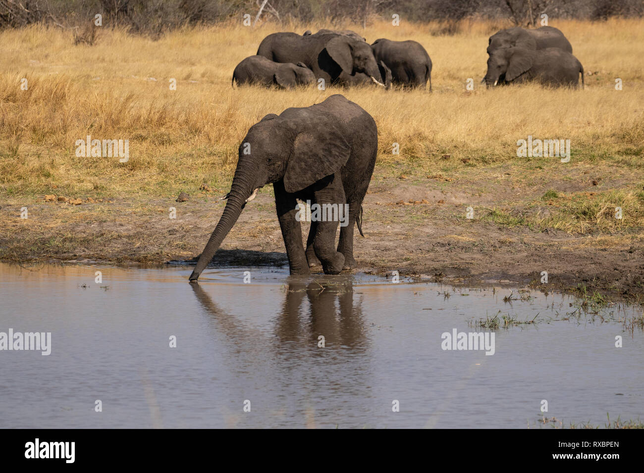 Un troupeau d'éléphants buvant à partir d'un trou d'eau dans le parc national de Hwange, au Zimbabwe Banque D'Images