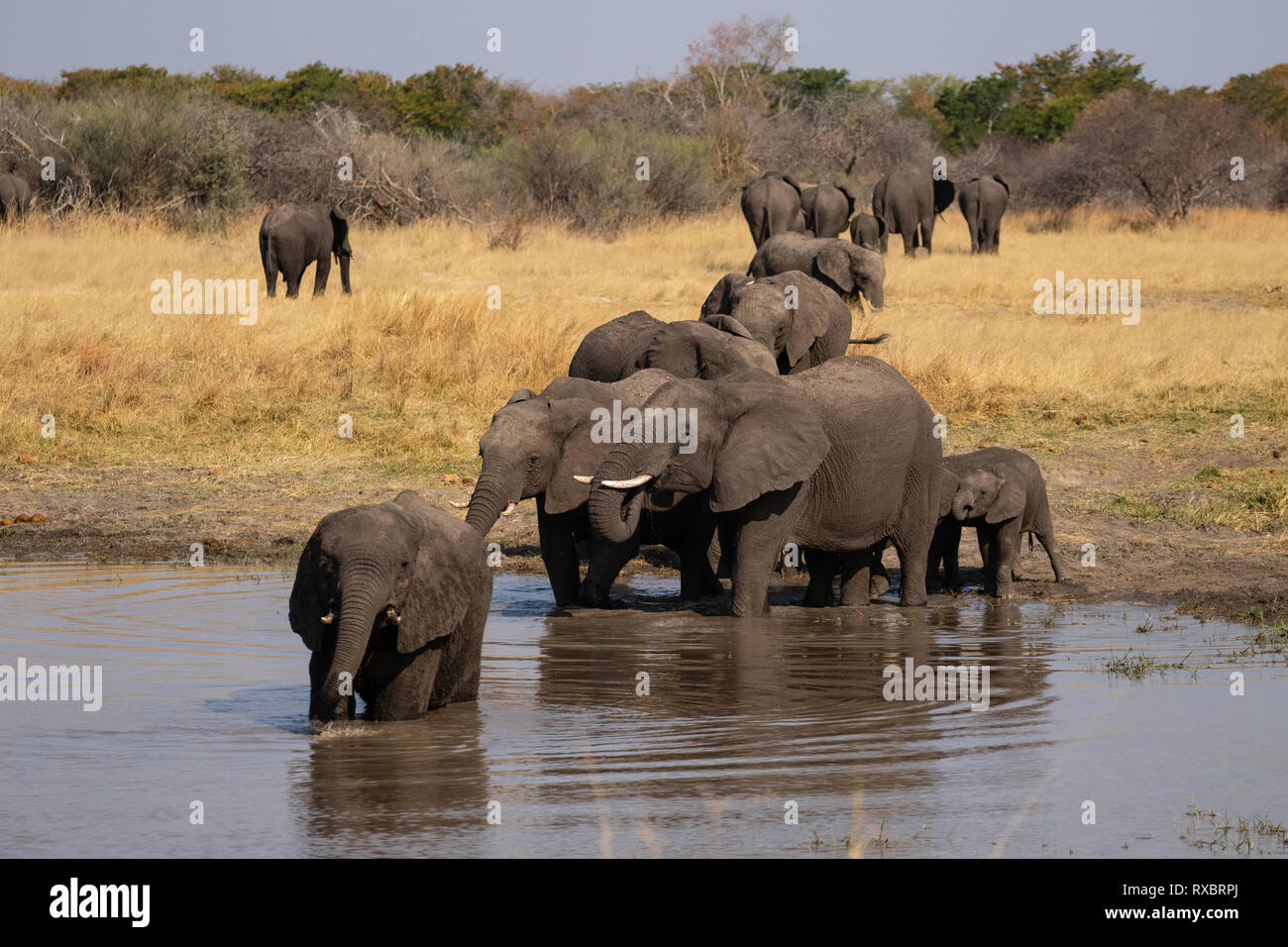 Un troupeau d'éléphants buvant à partir d'un trou d'eau dans le parc national de Hwange, au Zimbabwe Banque D'Images