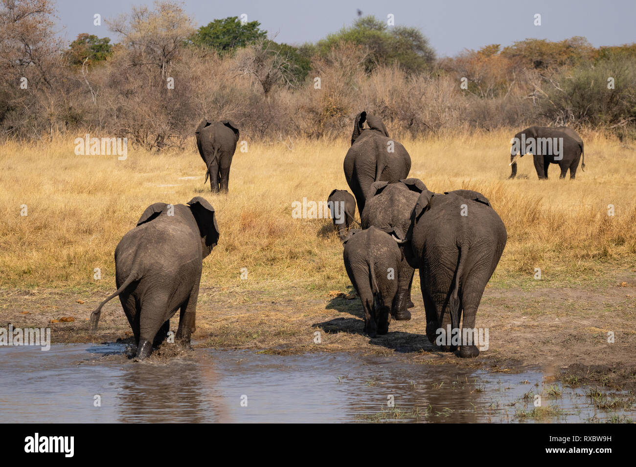 Un troupeau d'éléphants à pied d'un trou d'eau dans le parc national de Hwange, au Zimbabwe Banque D'Images