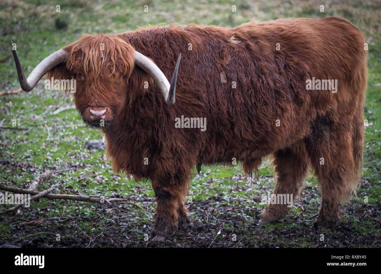 Vache Highland. Banque D'Images