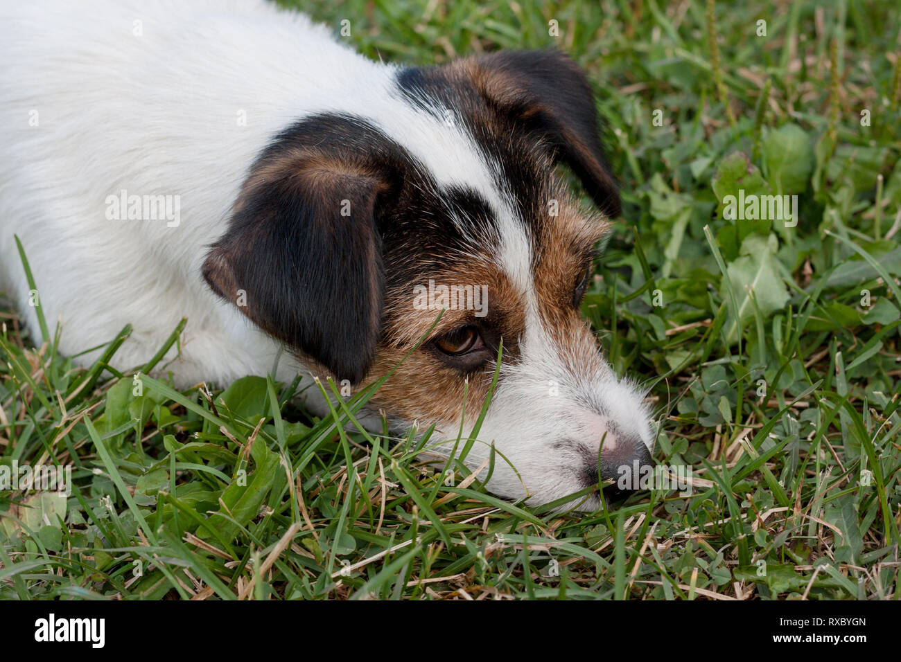 Cute Jack Russell Terrier Puppy Close Up Animaux De