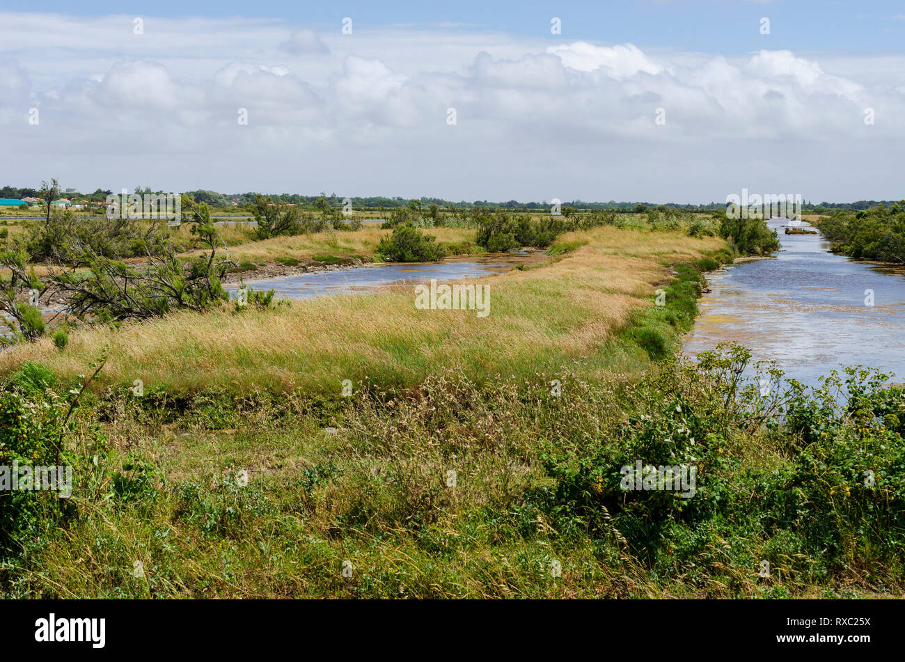 Paysage de marais, l'île d'Oléron, France. Banque D'Images