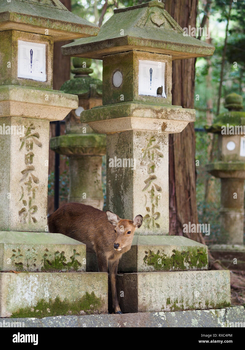 Nara, Japon - 15 octobre 2018 : un chevreuil est debout au milieu d'anciennes structures de pierre près du grand sanctuaire de Kasuga Nara, Japon Banque D'Images