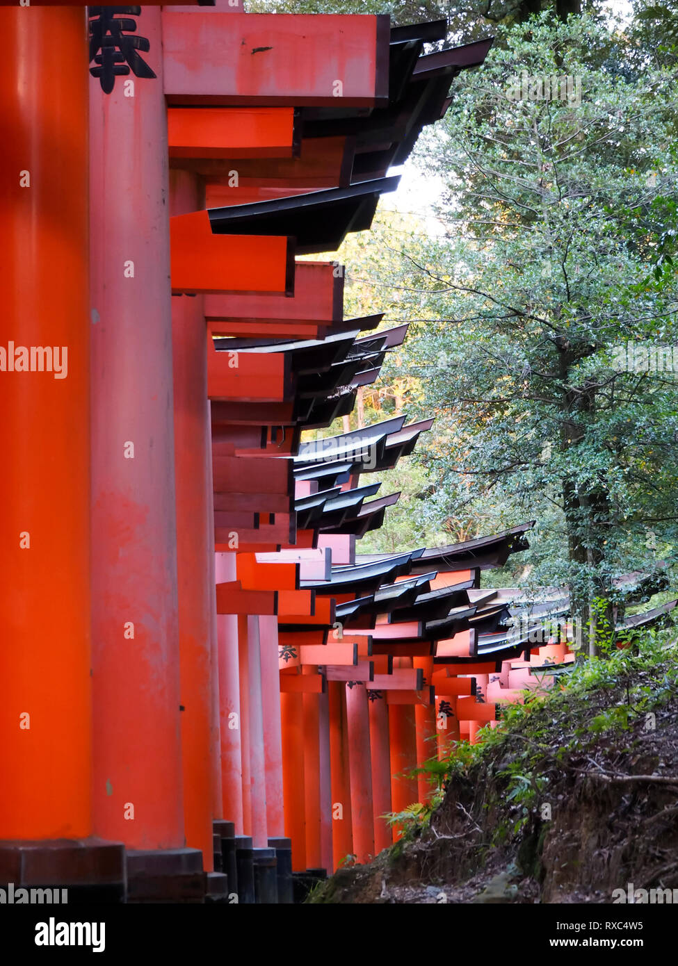 Kyoto, Japon - 13 octobre 2018 : Une rangée de Senbon torii gates, menant Fushimi Inari Taisha, situé dans le quartier de Fushimi, à Kyoto, au Japon. Banque D'Images