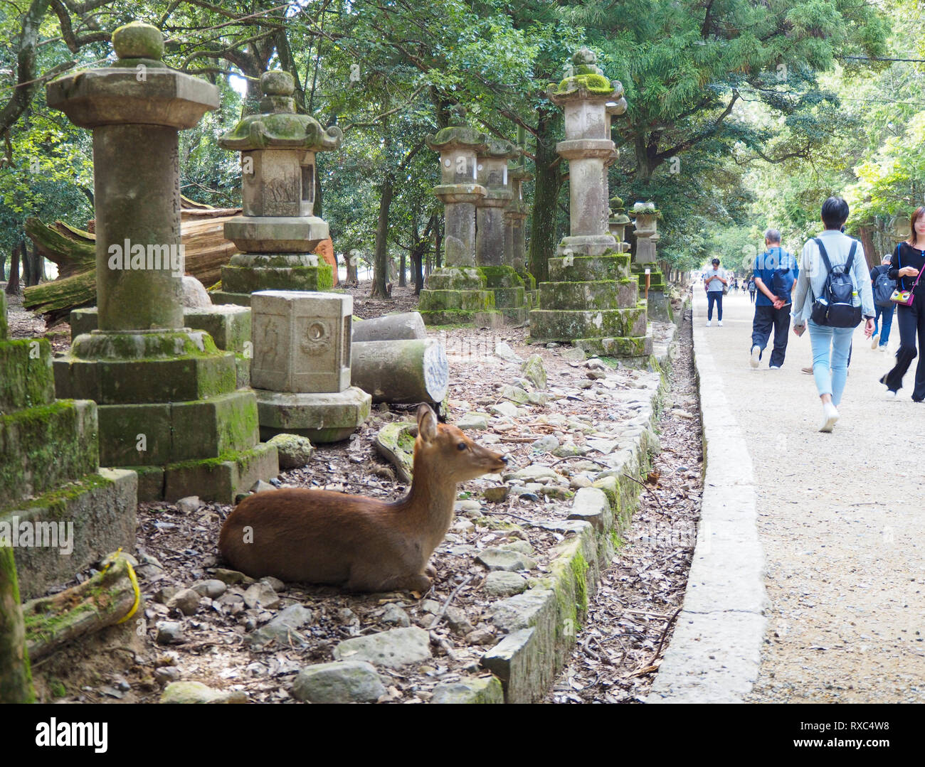 Nara, Japon - 15 octobre 2018 : un cerf est situé au milieu d'anciennes structures de pierre près du grand sanctuaire de Kasuga Nara, Japon, tandis que les touristes sont de passage. Banque D'Images
