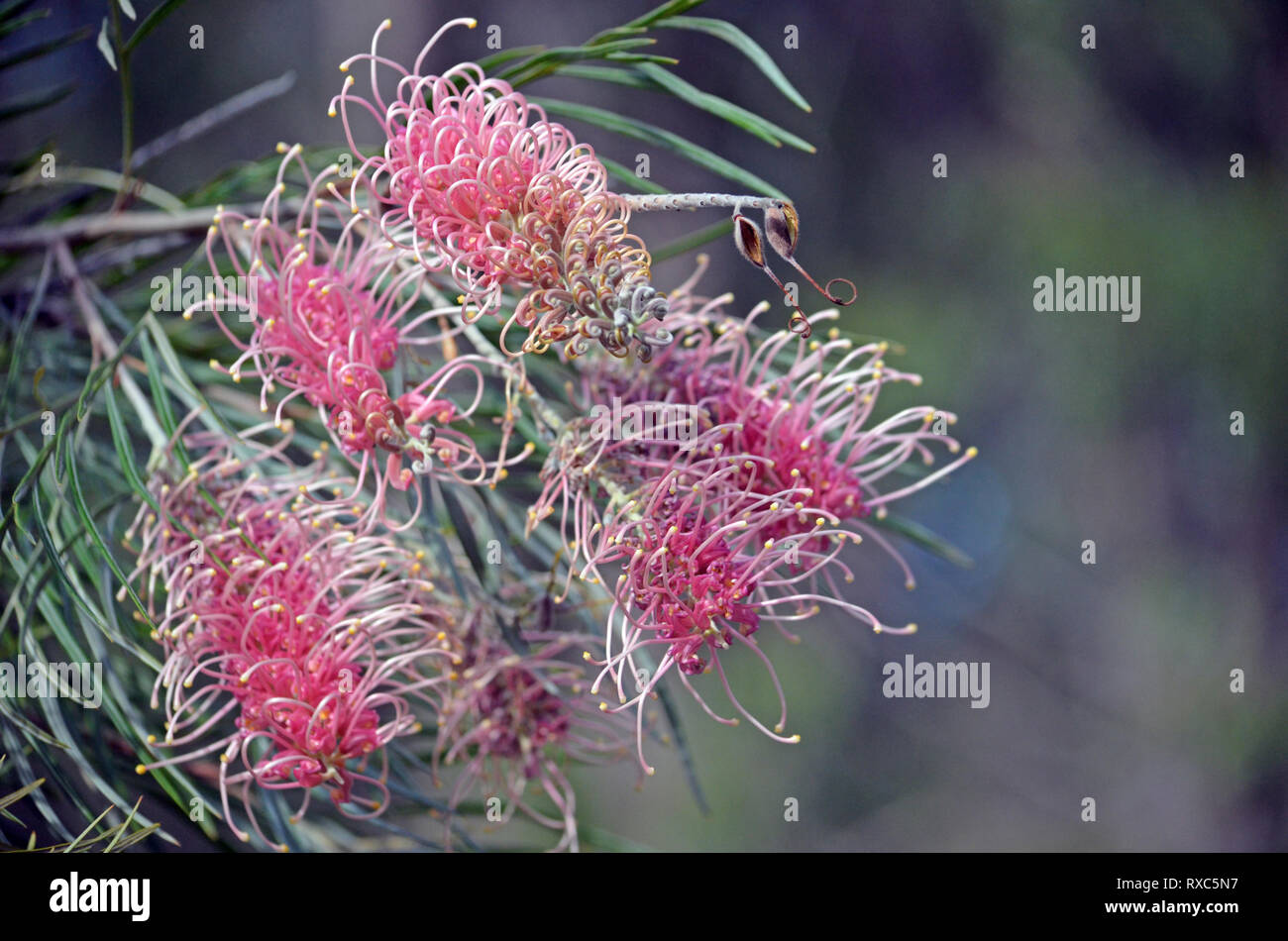 Native d'Australie (Grevillea rose des fleurs. Sylvia cultivar, famille des Proteaceae. Également connu sous le nom de l'araignée rose fleur. Banque D'Images