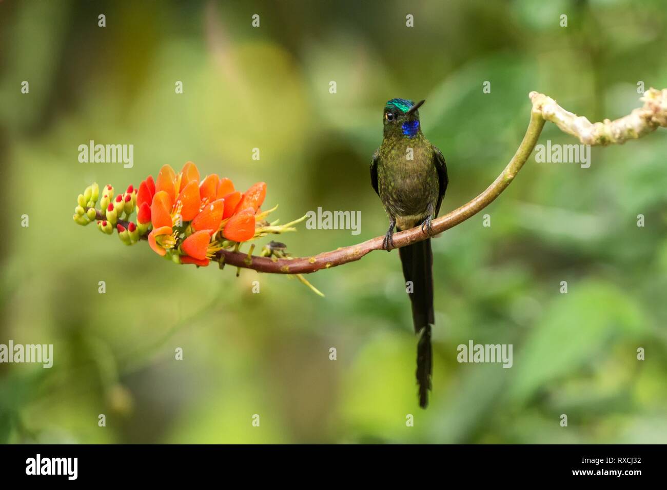 Violet-tailed sylph assis sur une branche, hummingbird de la forêt tropicale,Colombie,bird perching,petit oiseau posé sur fleur en bois clair Banque D'Images