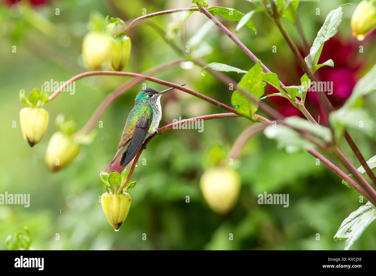 Western Emerald assis sur une branche, hummingbird de la forêt tropicale,Colombie,bird perching,petit oiseau posé sur fleur en jardin coloré,ba Banque D'Images