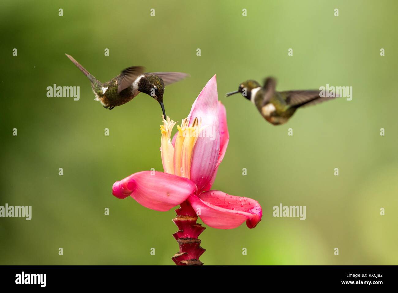 Deux oiseaux-mouches planant à côté de fleur rose,la forêt tropicale, la Colombie, l'oiseau de sucer le nectar des fleurs dans le jardin magnifique avec outstre,hummingbird Banque D'Images