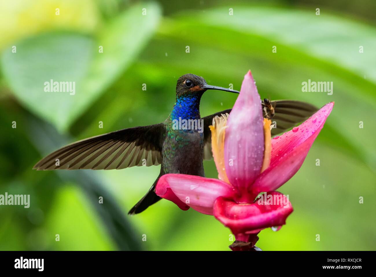 Hummingbird planant à côté de fleur rose et jaune, jardin, forêt tropicale, de la Colombie, de l'oiseau en vol avec les ailes étendues,battant sucki hummingbird Banque D'Images