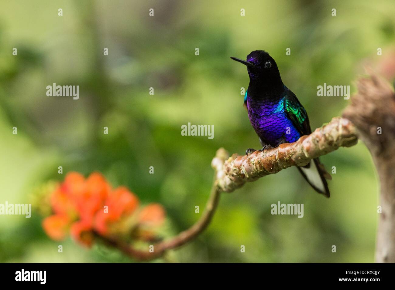 Velvet-purple coronet assis sur branche avec fleurs orange, hummingbird de la forêt tropicale,Equateur,black et blue bird reposant sur fleur dans jardin,c Banque D'Images