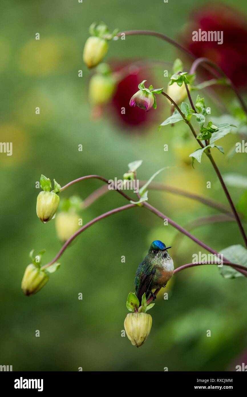 Assis sur Hummingbird hummingbird, direction générale de la forêt tropicale,Brésil,bird perching,petit oiseau posé sur fleur en jardin coloré,backgrou Banque D'Images