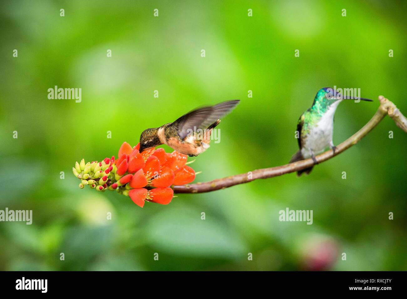 Les colibris planant à côté de fleur orange et un autre oiseau posé sur la forêt tropicale,direction,Equateur,bird sucer le nectar des fleurs de jardin,humm Banque D'Images