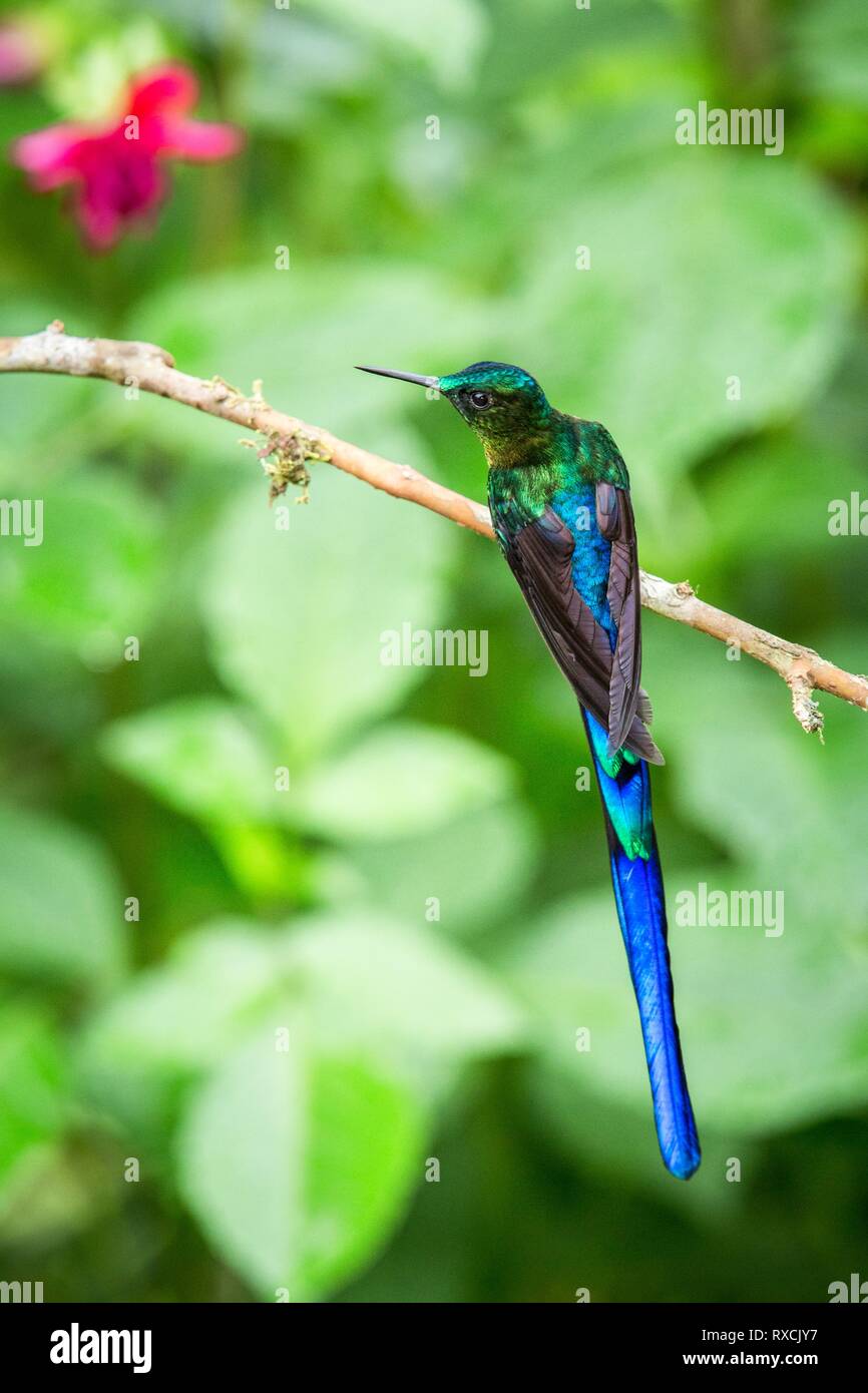 Violet-tailed sylph assis sur une branche, hummingbird de la forêt tropicale, l'Equateur, bird perching,petit oiseau posé sur fleur en bois clair b Banque D'Images