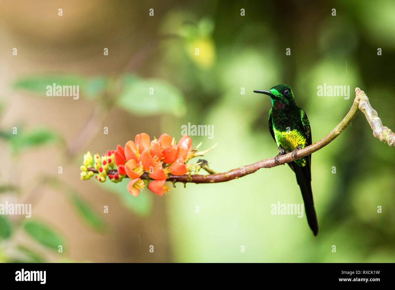 Hummingbird assis sur la fleur,tropical forest,Brésil,bird de sucer le nectar des fleurs de jardin,bird perching sur la scène de la faune,la nature,ca Banque D'Images