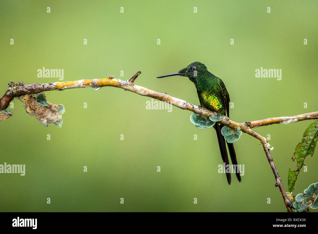 Brillant impératrice assis sur hummingbird, direction générale de la forêt tropicale, l'Equateur, bird perching,petit oiseau posé sur fleur en bois clair retour Banque D'Images